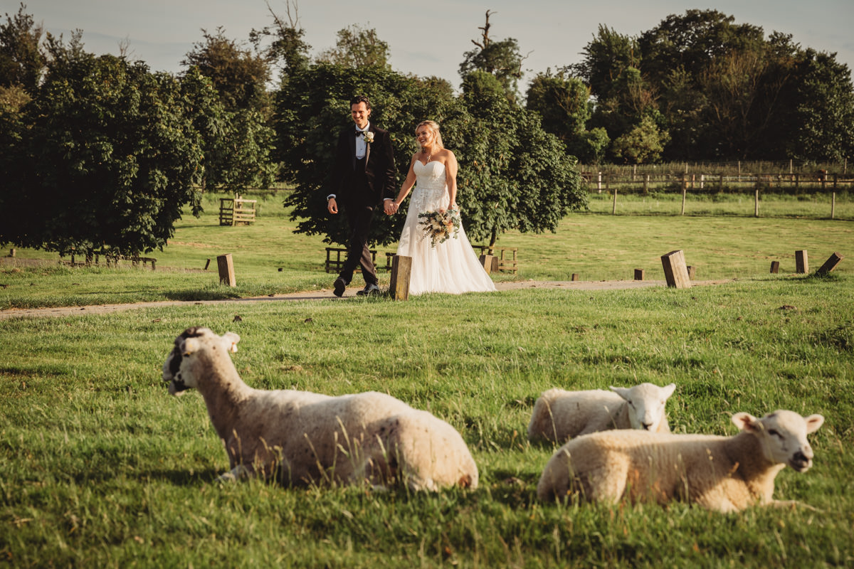 Bride and groom walking in a field with sheep.